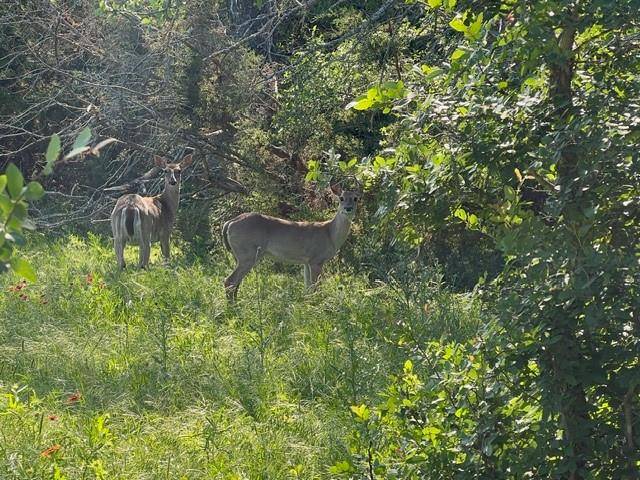 Carlton, TX 76436,TBD County Road 382