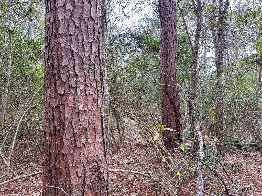 Warren, TX 77664,TBD County Road 1520