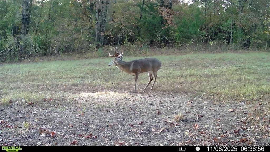 Naples, TX 75568,TBD CR 2737