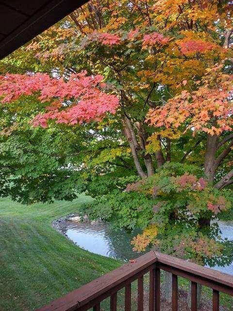 Zeeland, MI 49464,115 S Zeeland Pkwy #115