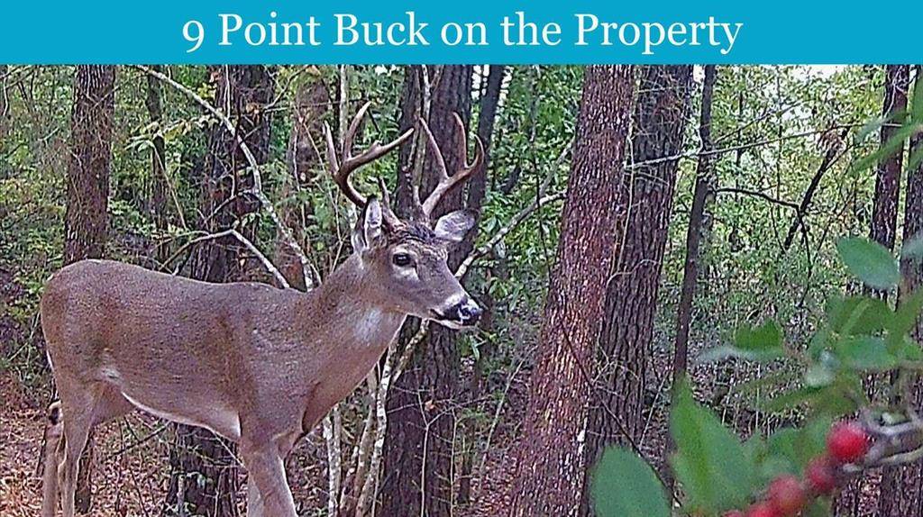 Woodville, TX 75979,0 E PR 6150