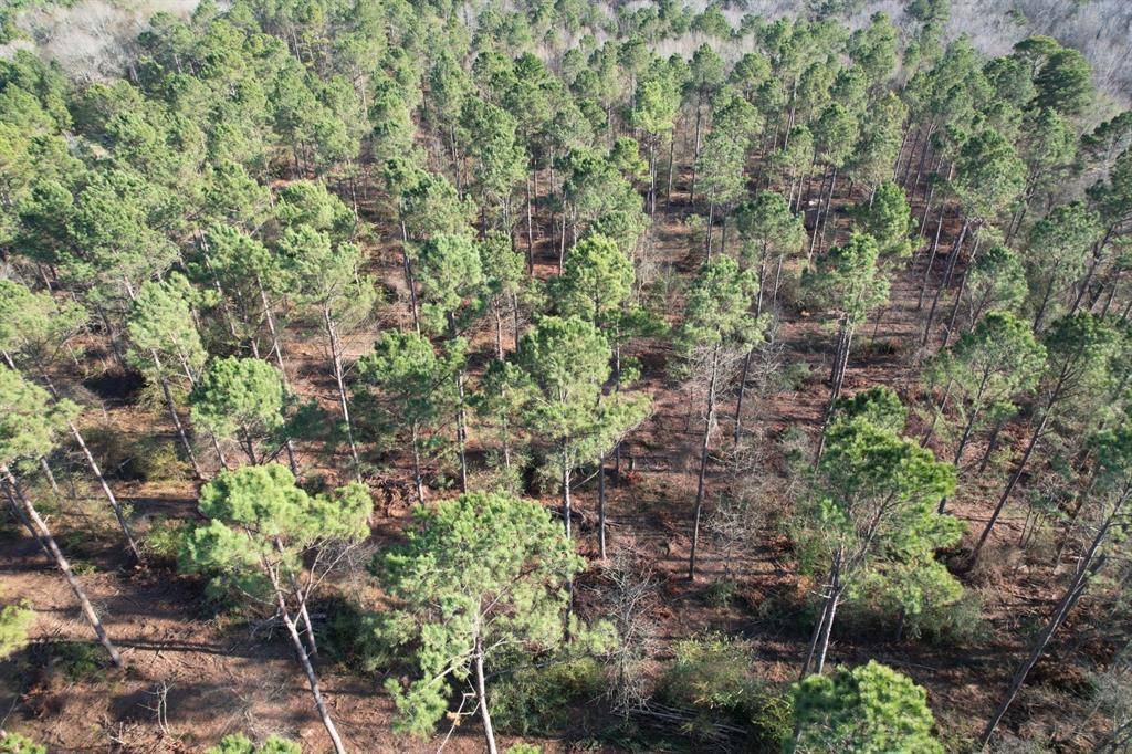 Beckville, TX 75631,TBD-A County Road 216