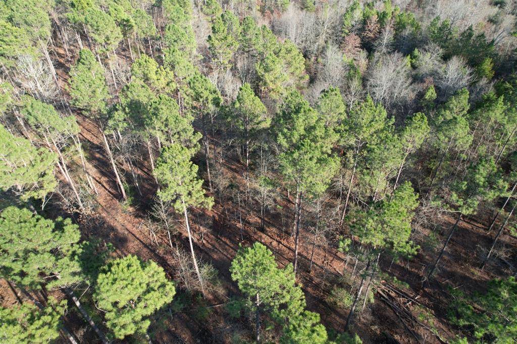 Beckville, TX 75631,TBD-E County Road 216