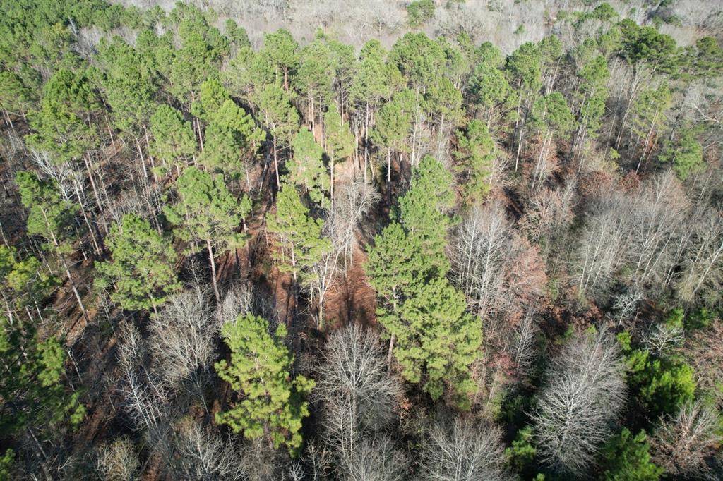 Beckville, TX 75631,TBD-E County Road 216