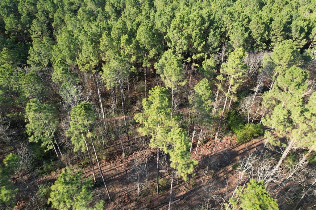 Beckville, TX 75631,TBD-E County Road 216