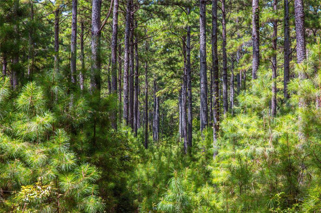 Frankston, TX 75763,000 State Highway 155