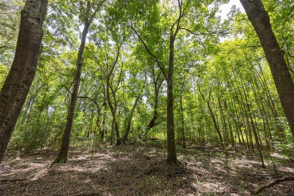 Frankston, TX 75763,000 State Highway 155