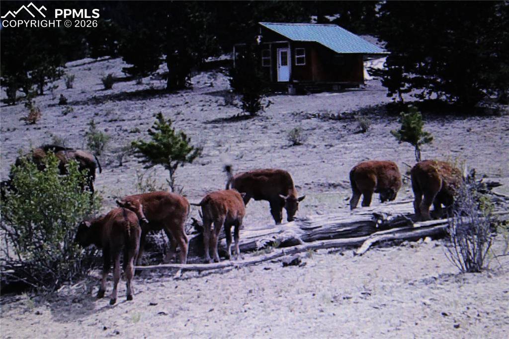 Hartsel, CO 80449,79 Quail CT