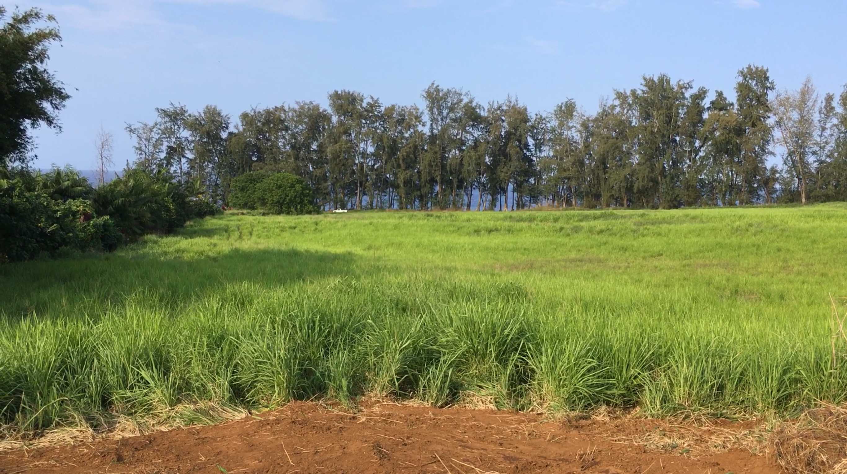 Pepeekeo, HI 96783,28-3280 BEACH RD