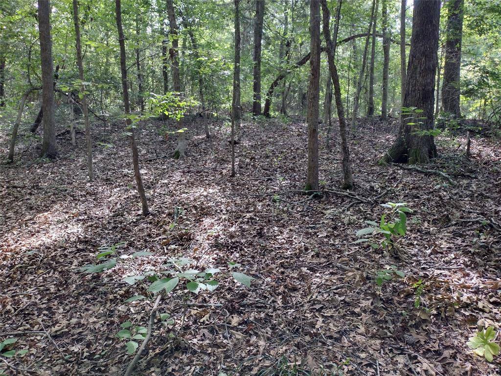 Avinger, TX 75668,TBD Willow Point Marina Road