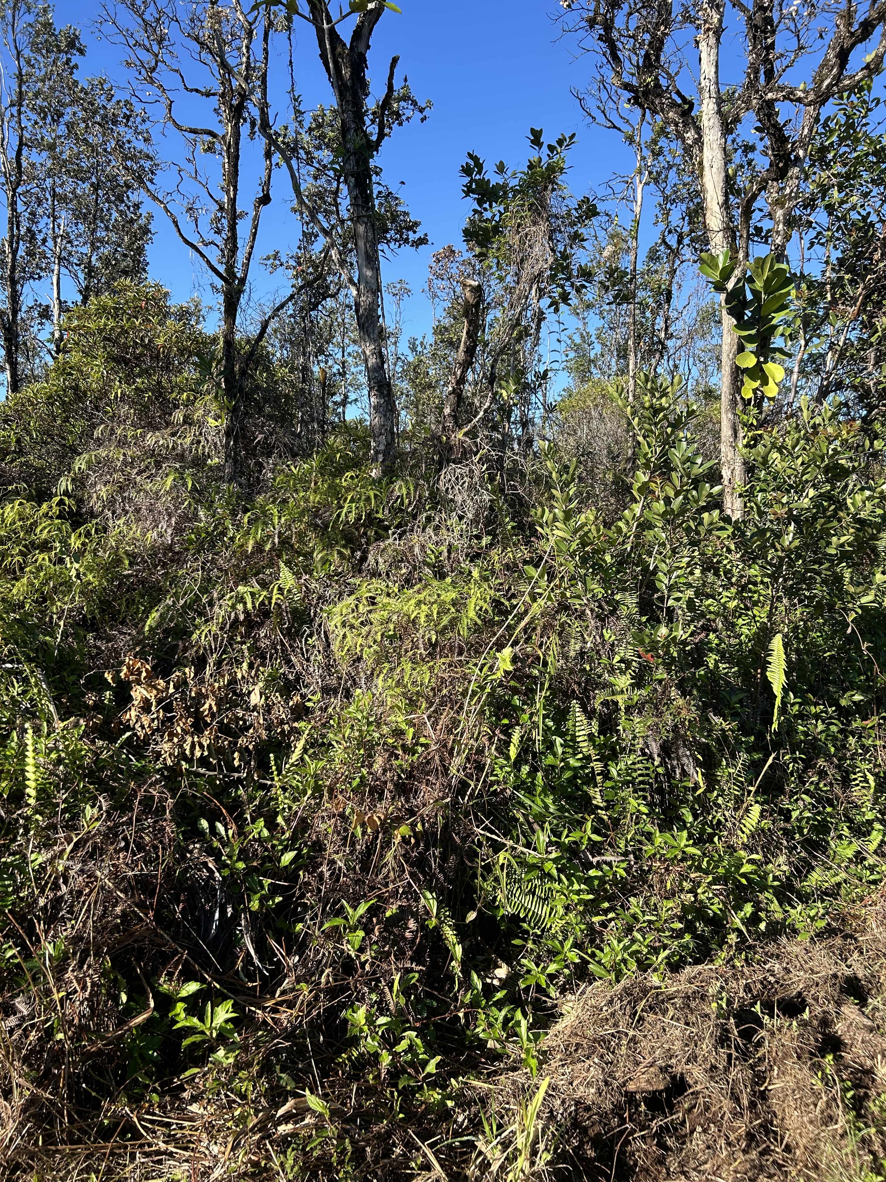 Keaau, HI 96749,15-1510 8TH AVE