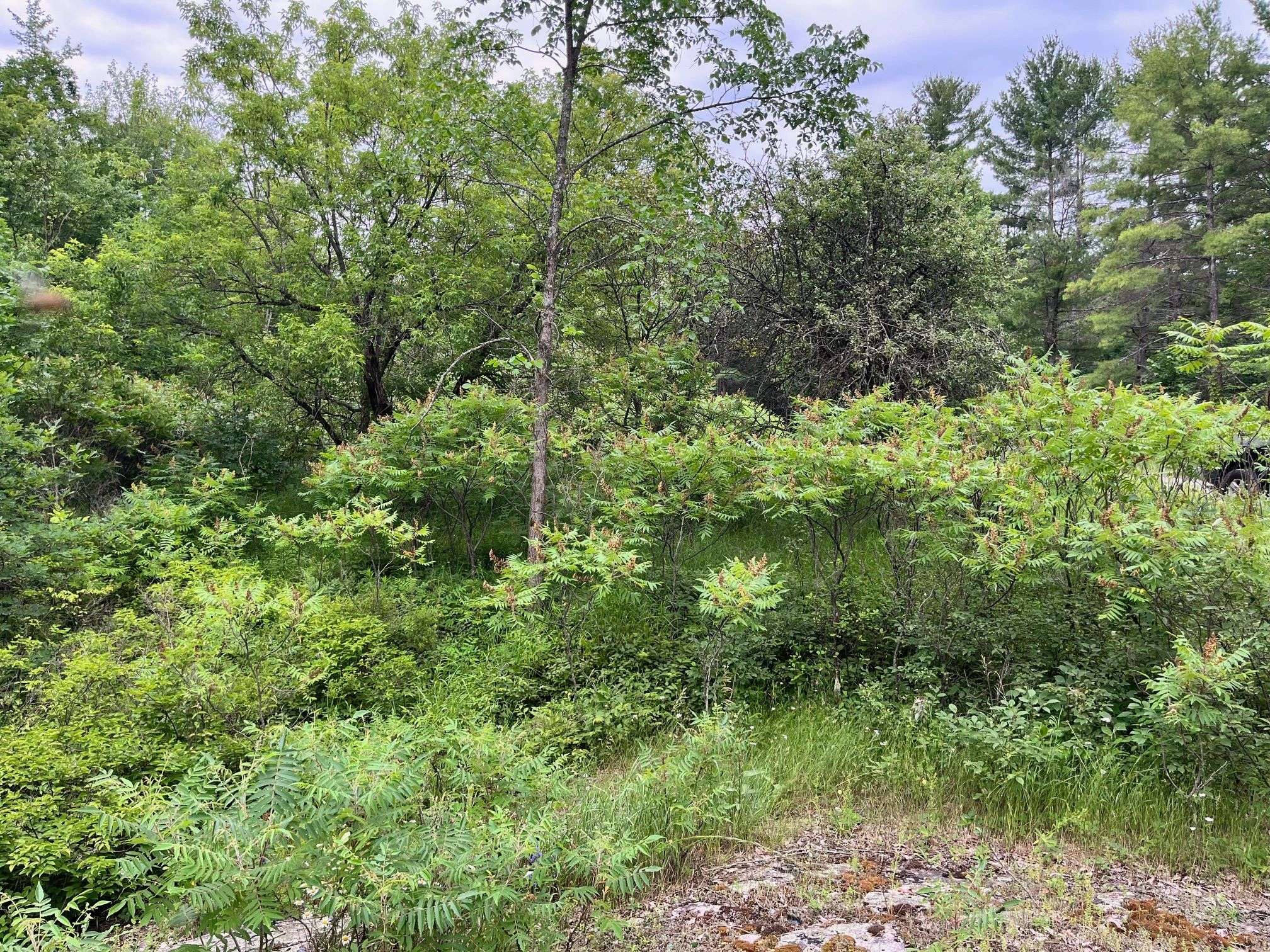 Tweed, ON K0K 3J0,0 (PIN - 40264-0091) Potter Settlement RD