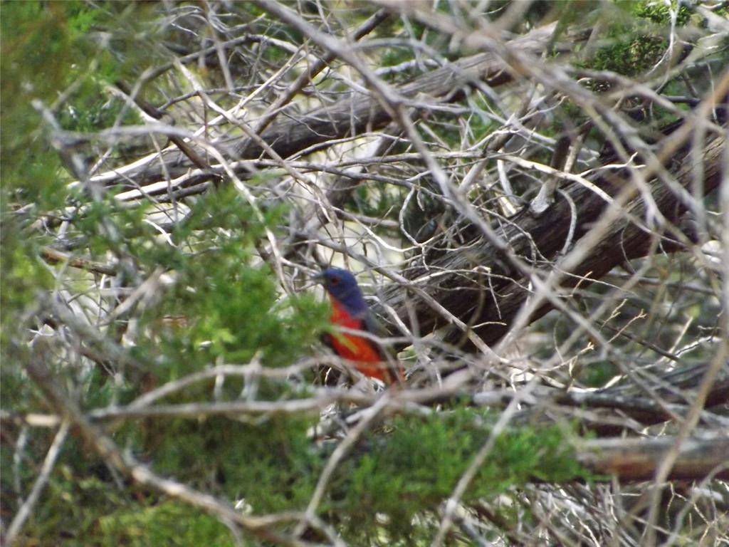 Whitney, TX 76692,1181 Leaning Oak Trail