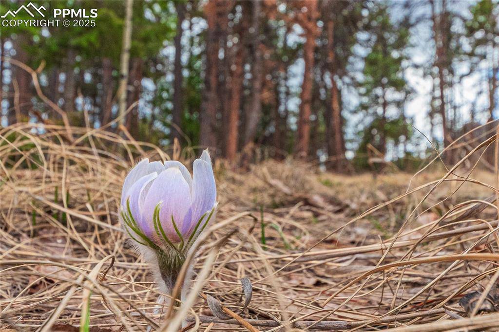 Woodland Park, CO 80863,1290 Firestone DR