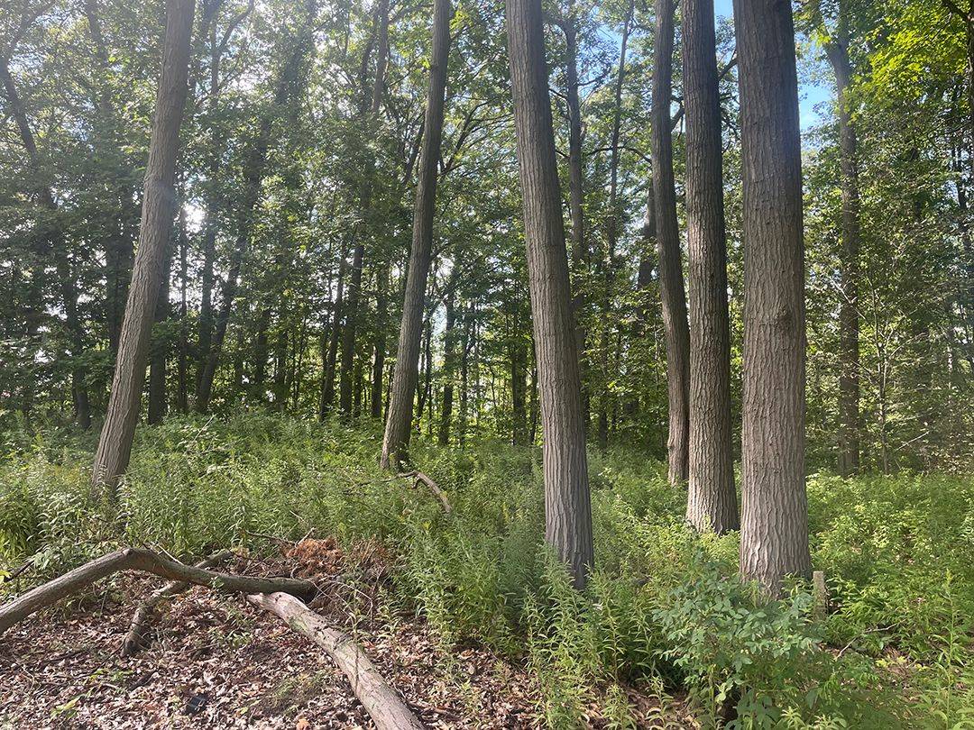 Port Colborne, ON L3K 5V5,Pt 1 & 2 FIRELANE 3 RD