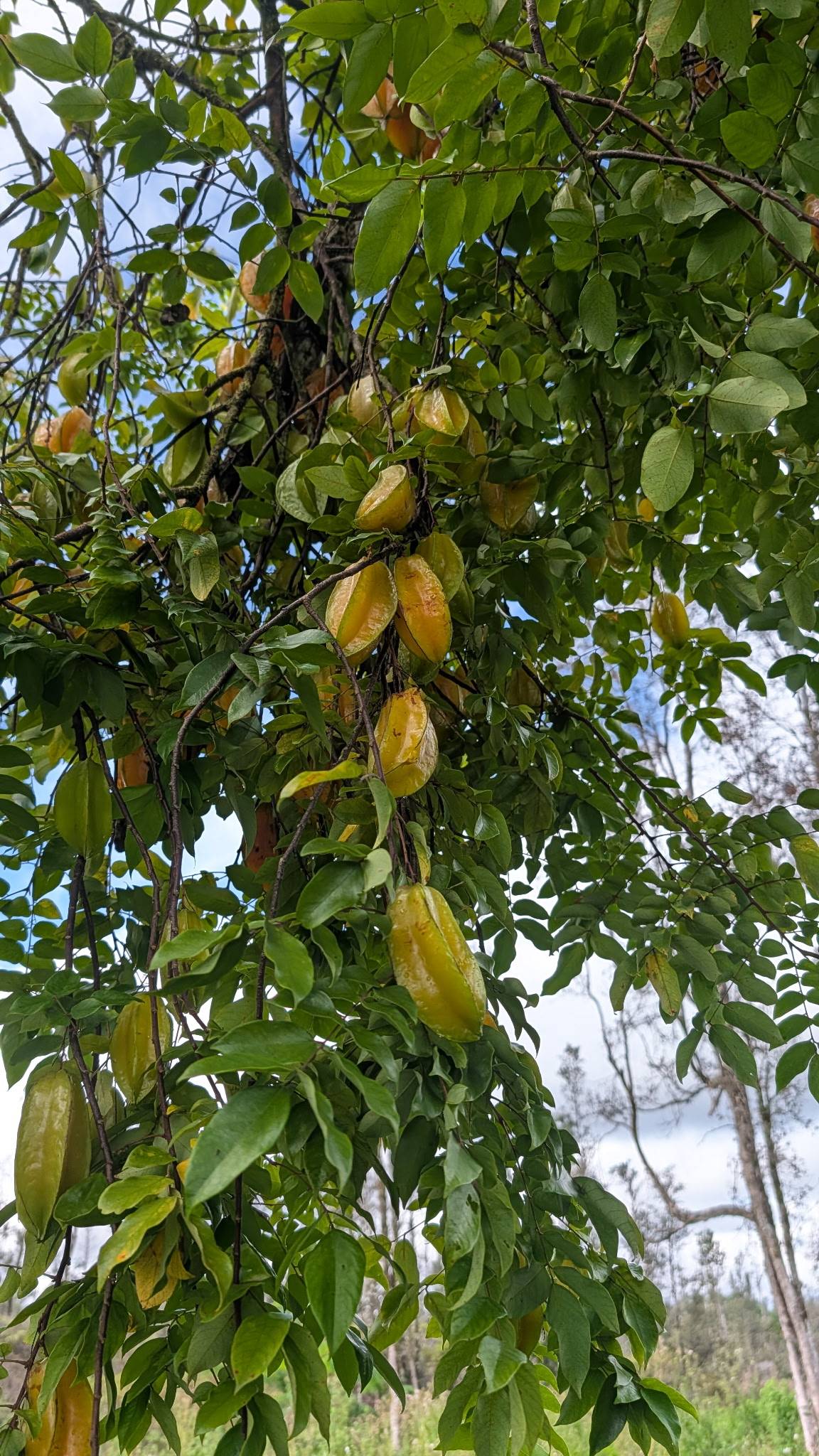 Keaau, HI 96749,16-730 AULII ST