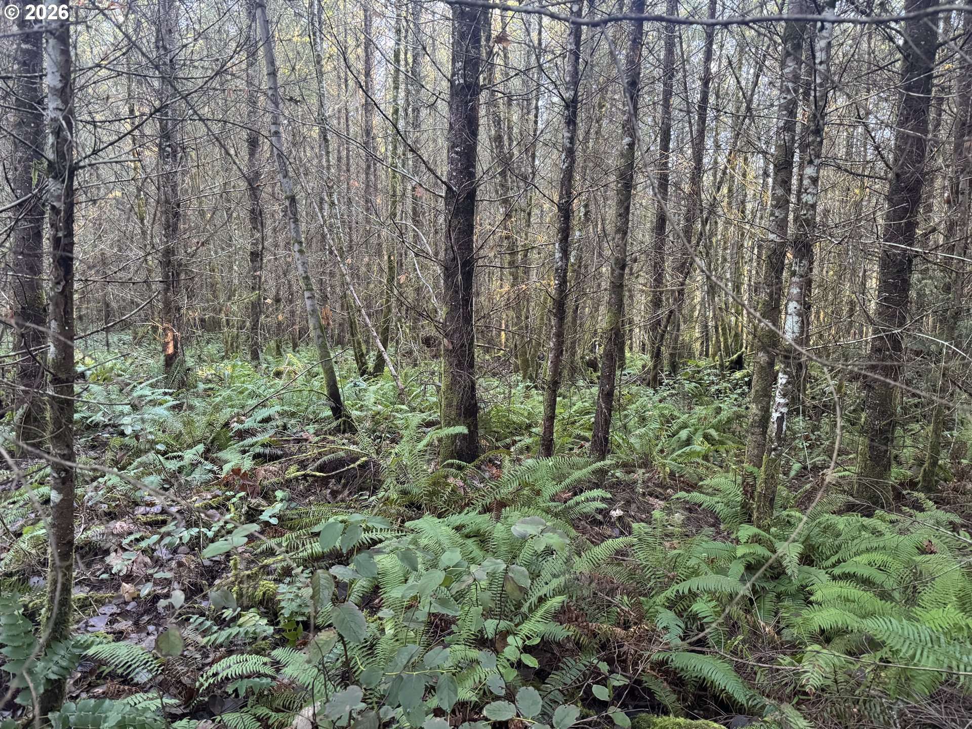 Toutle, WA 98649,233 SHY BEAR RD