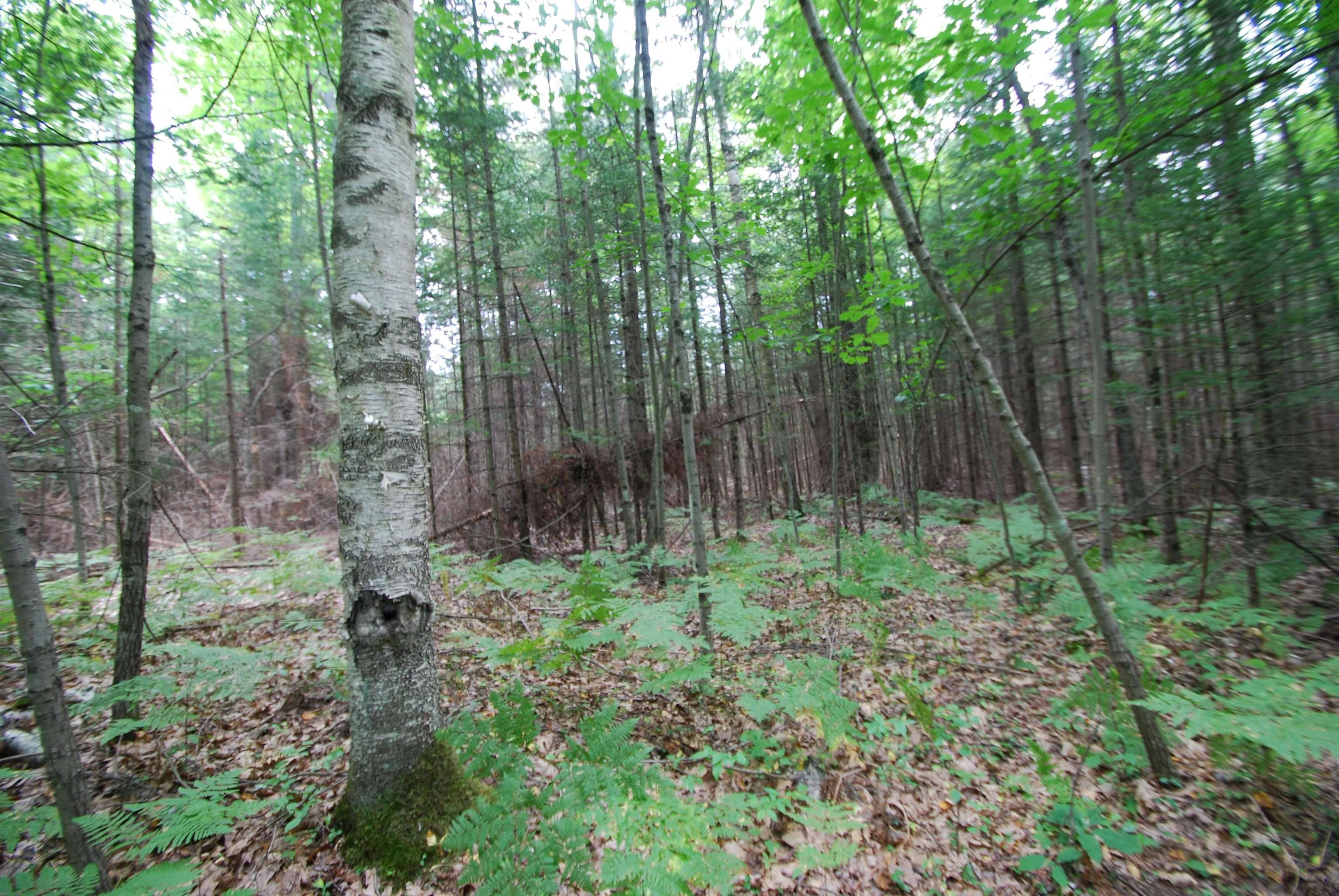 Alger, MI 48610,2782 River RDG