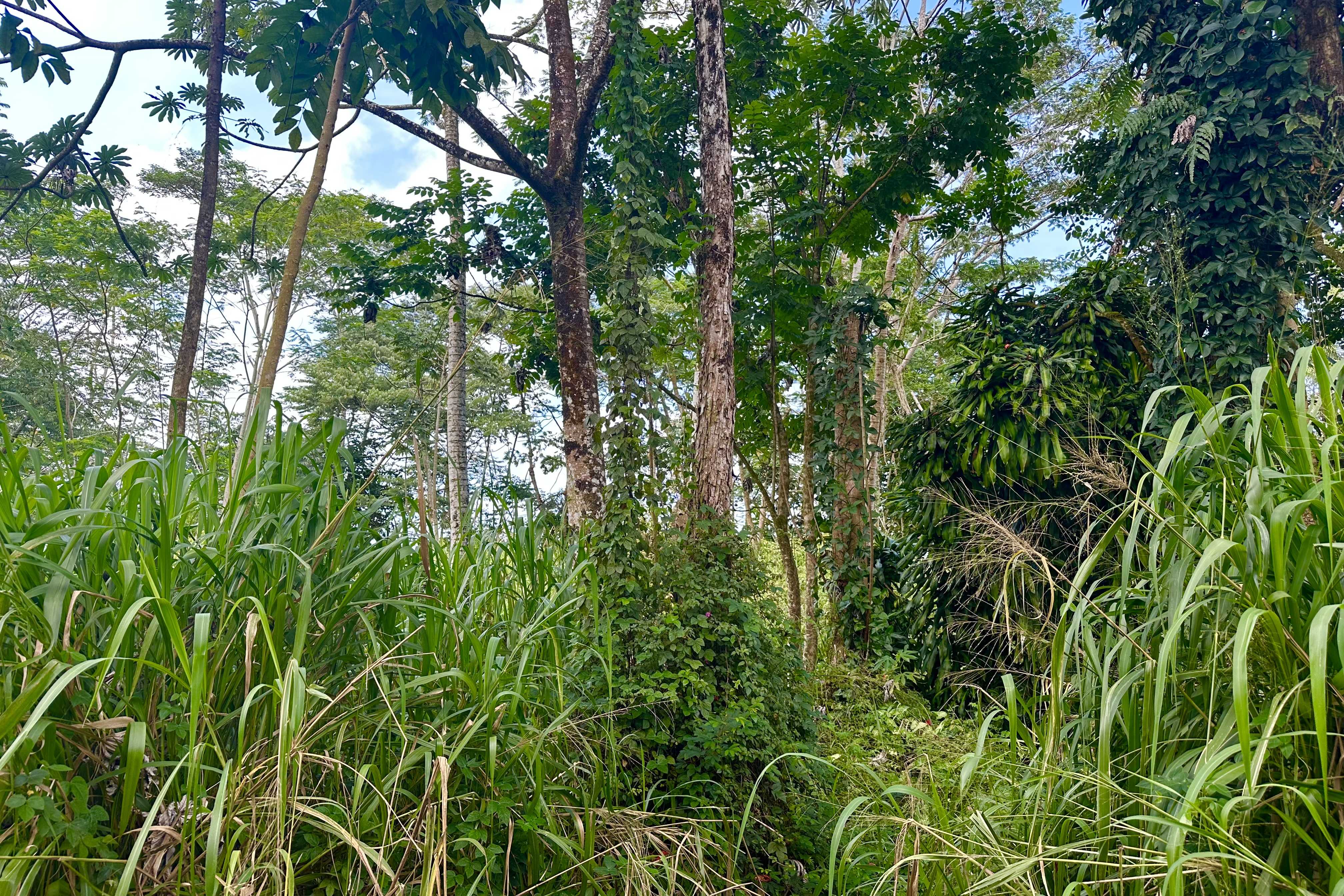 Keaau, HI 96749,TIKI RD