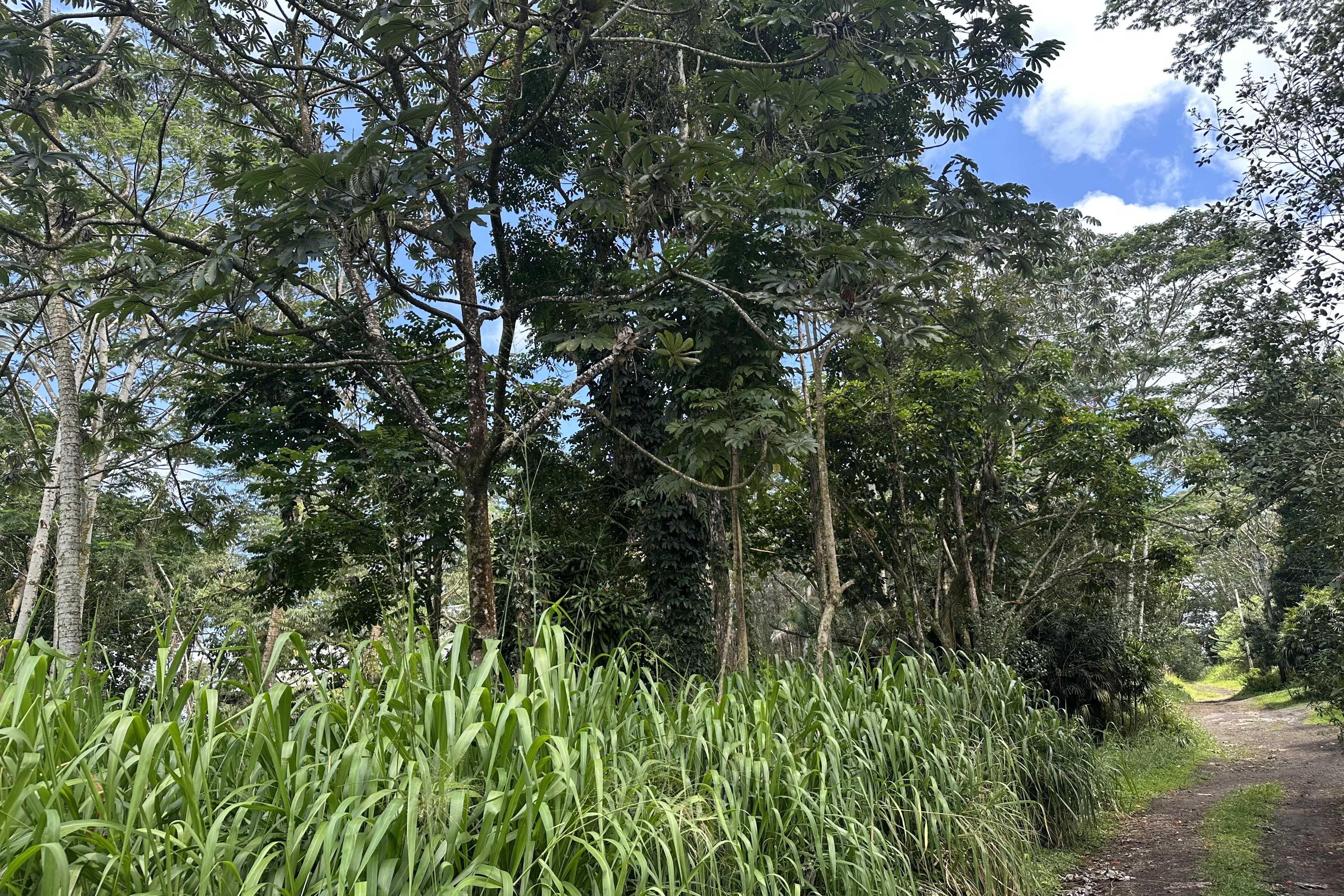 Keaau, HI 96749,TIKI RD