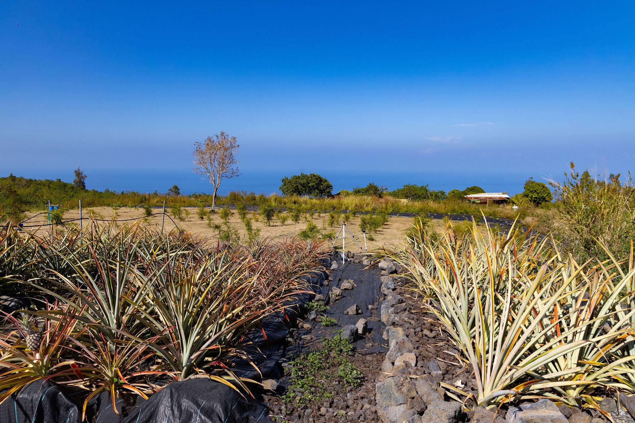 Captain Cook, HI 96704,12 HAWAII BELT