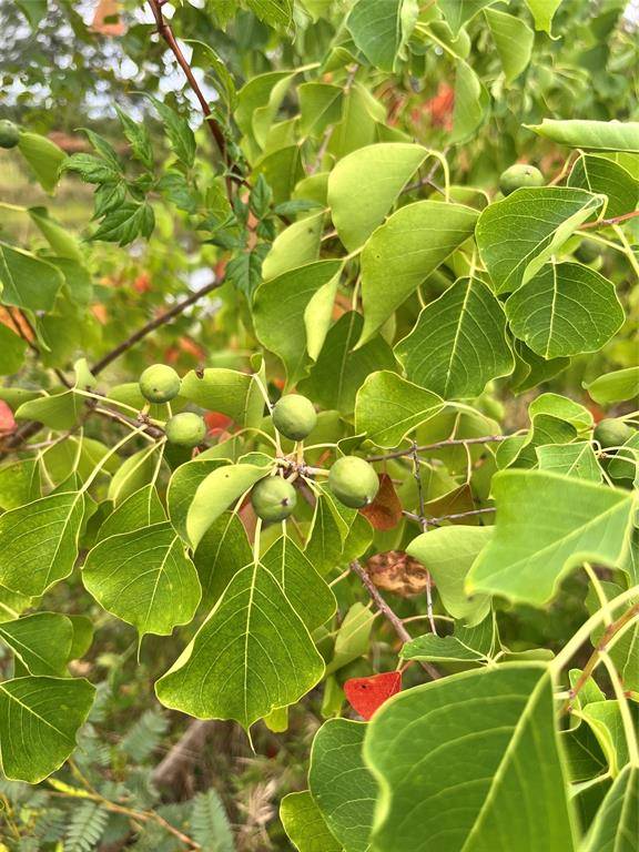 Telephone, TX 75488,Lot 5 County Road 2310