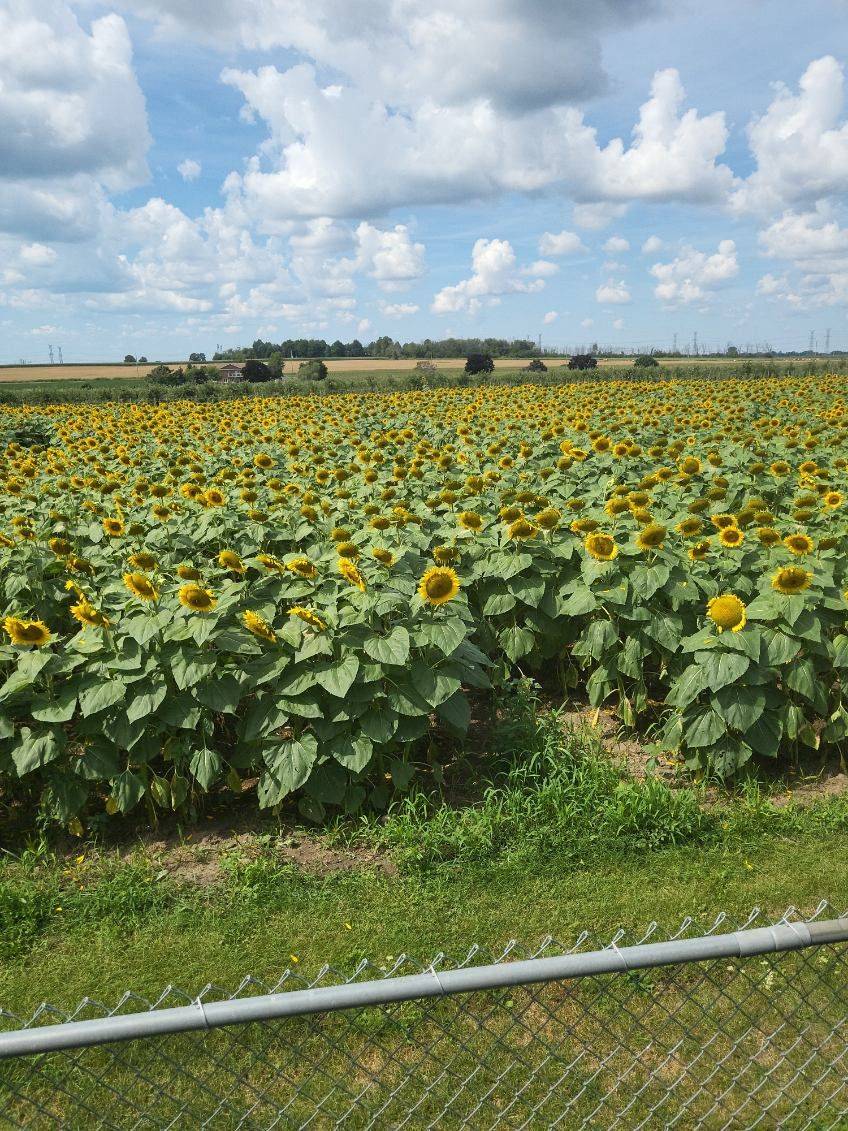 Clarington, ON L1C 5H7,188 Padfield DR