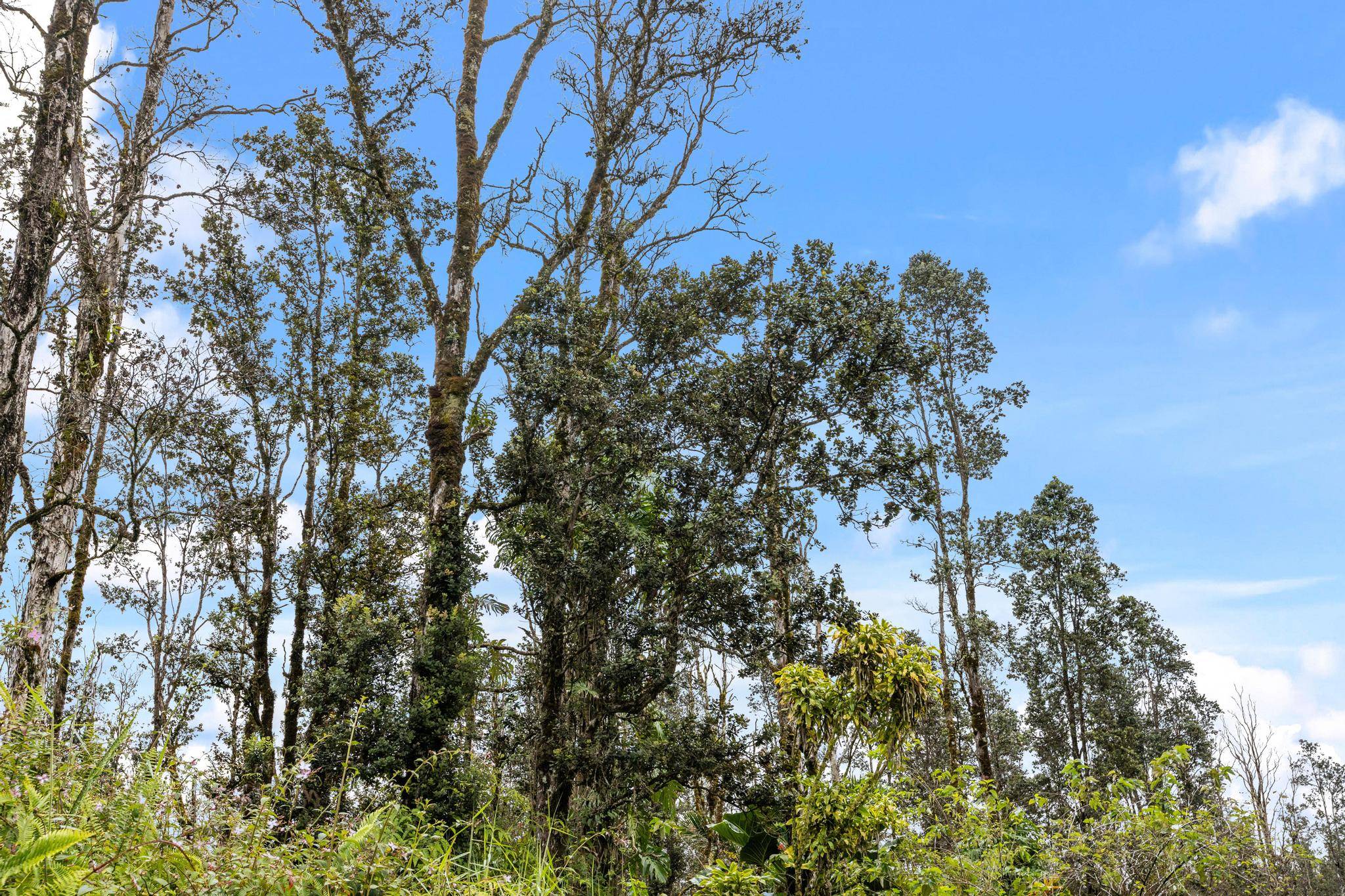 Kurtistown, HI 96760,ROAD 4 (IO KEA)