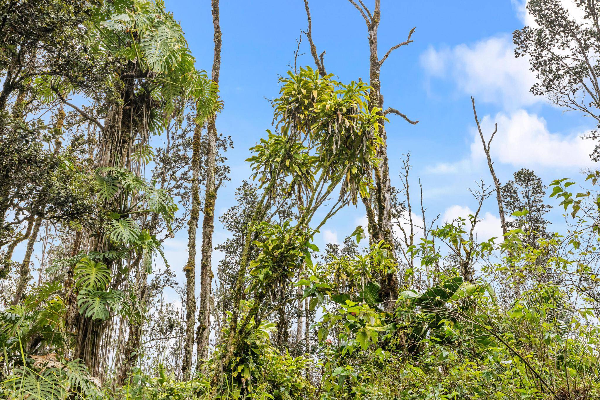 Kurtistown, HI 96760,ROAD 4 (IO KEA)