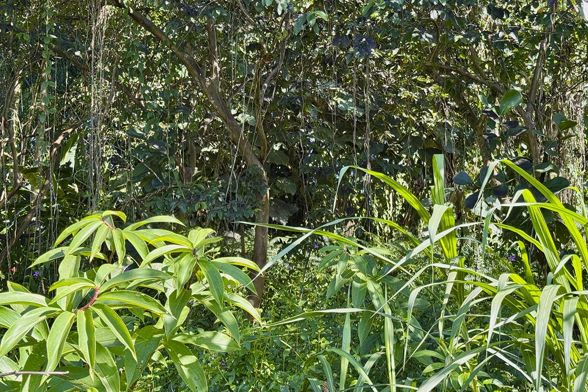 Pahoa, HI 96778,OOPU ST