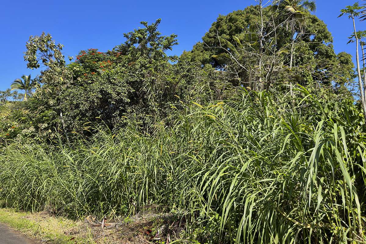 Pahoa, HI 96778,OOPU ST