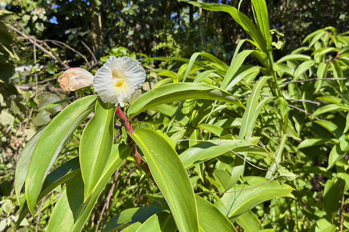 Pahoa, HI 96778,OOPU ST