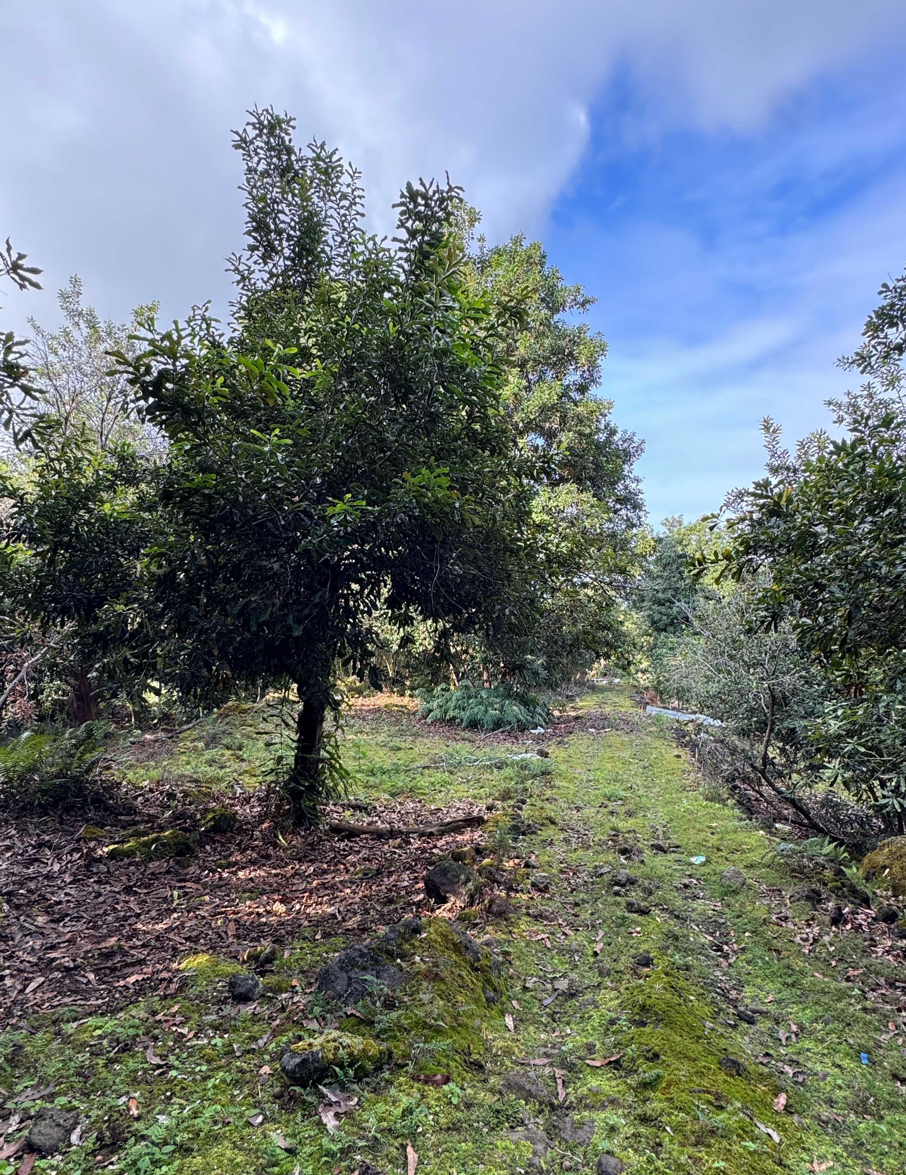 Captain Cook, HI 96704,84-5052 HAWAII BELT RD