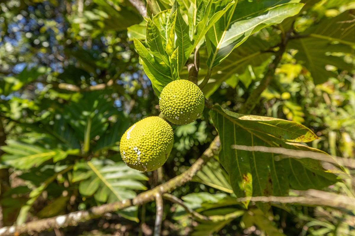 Pahoa, HI 96778,13-3443 MAILE ST