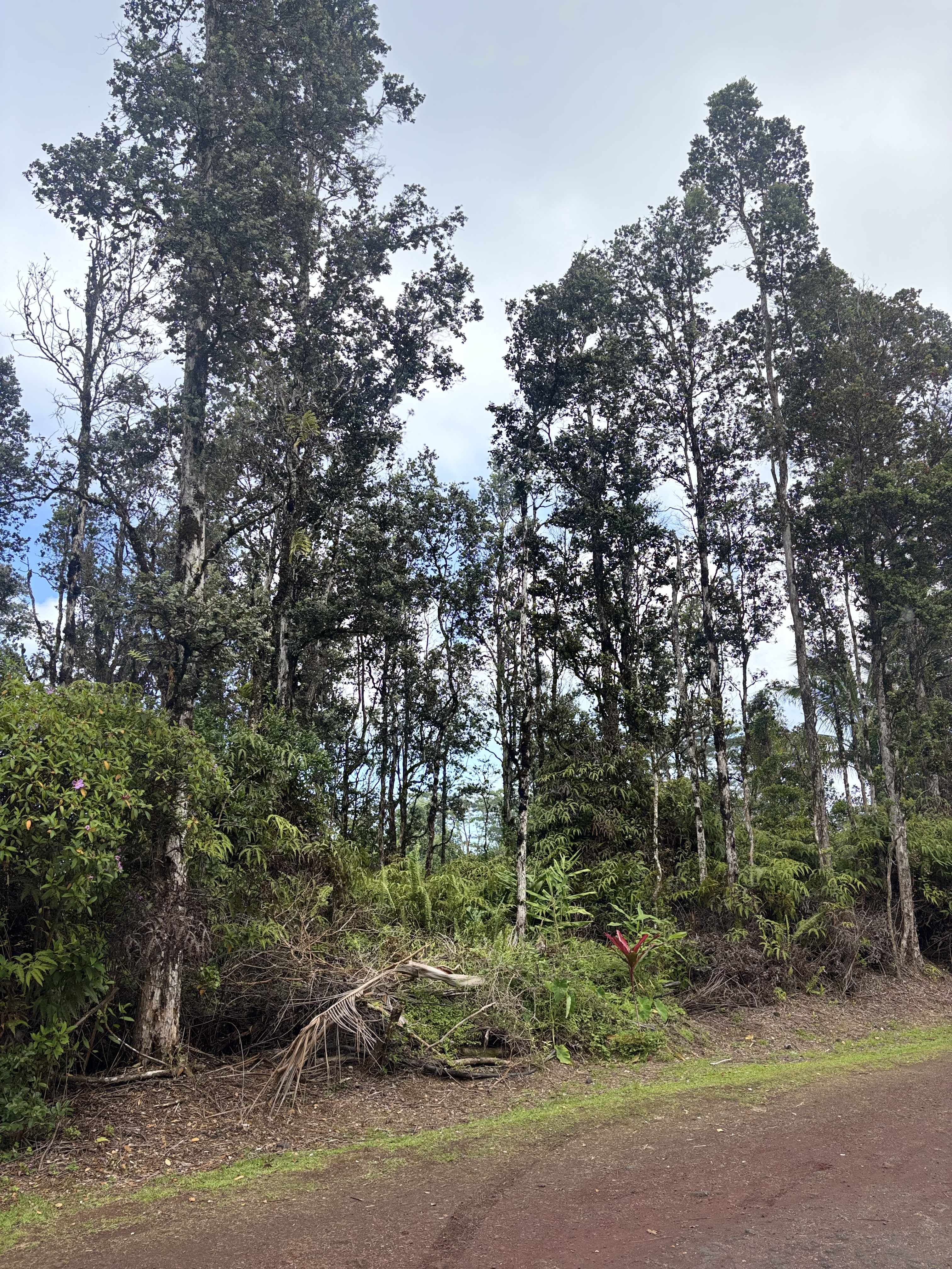 Pahoa, HI 96778,HILO ST