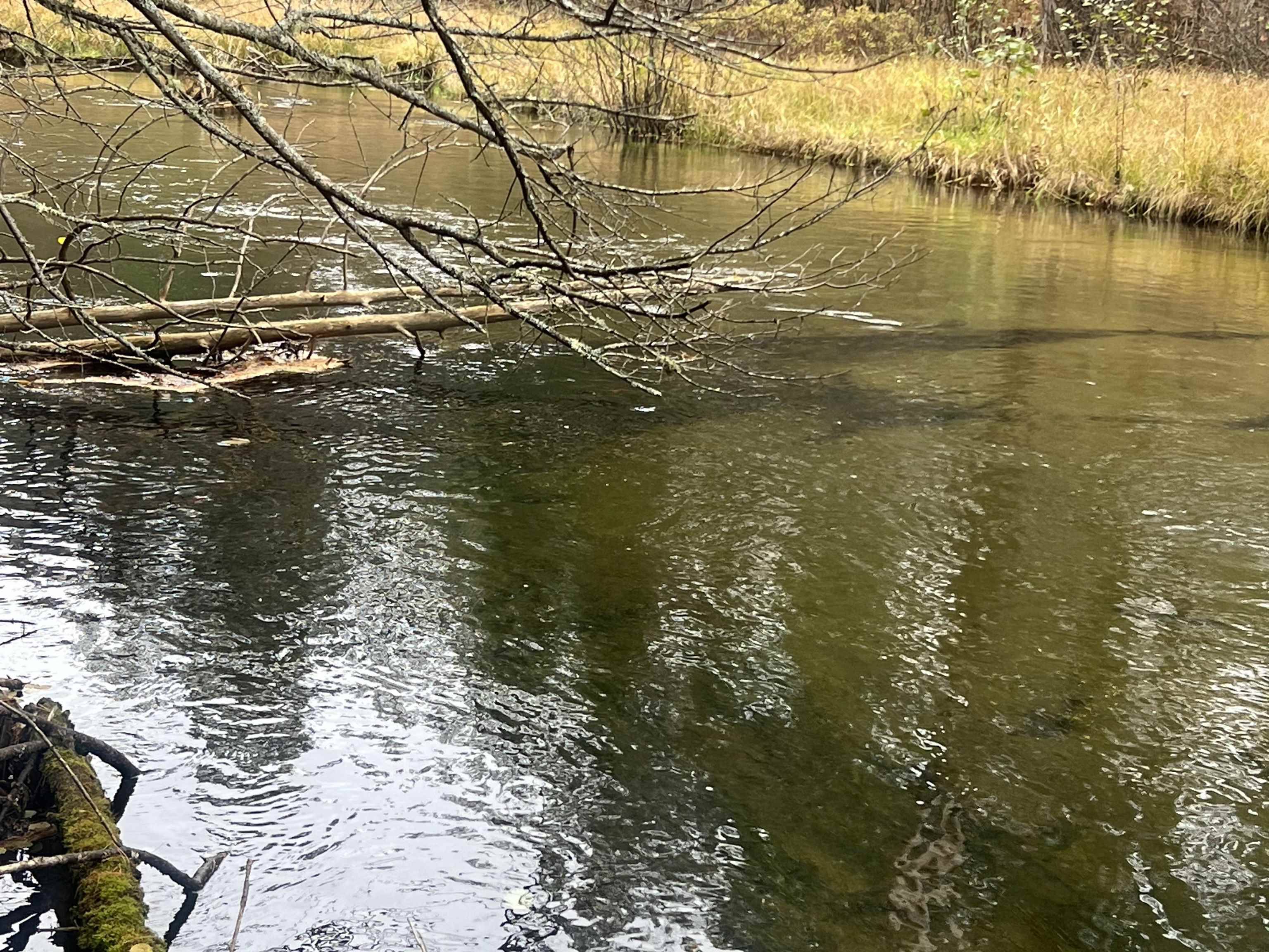 Frederic, MI 49733,6051 N Manistee River RD