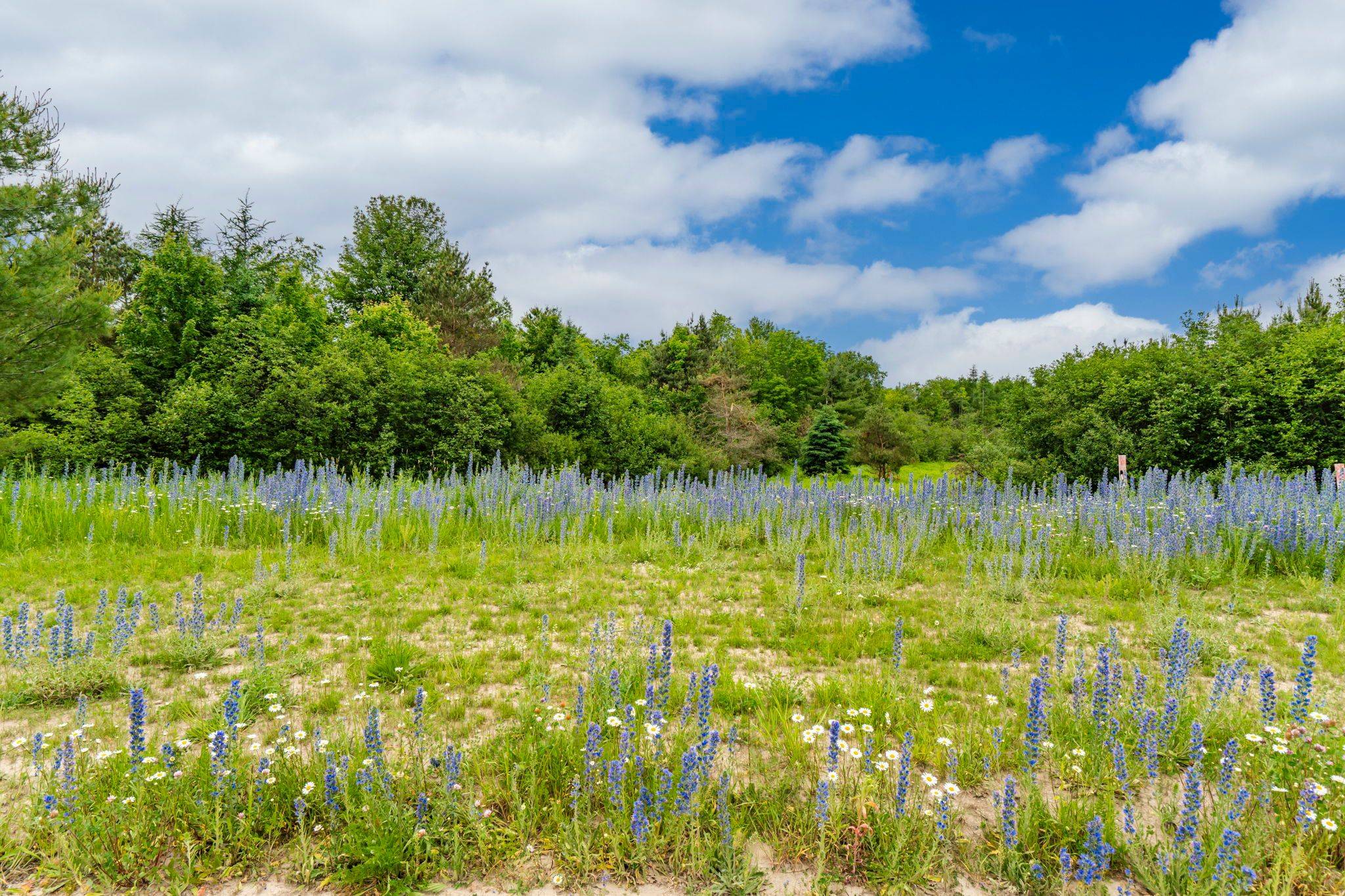 Springwater, ON L0L 1V0,13 Greenlaw CT