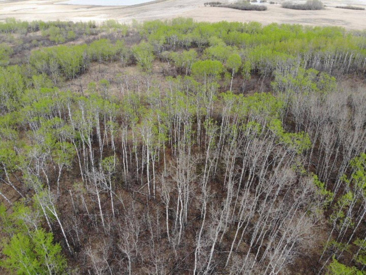 Rural Wainwright No. 61 M.d. Of, AB T9W 1L5,26 450031 73 Range