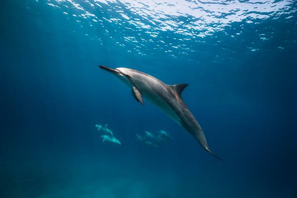 Kailua Kona, HI 96740,75-4117 KAMALII