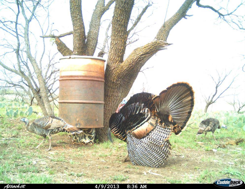 Coleman, TX 76834,970 County Road 256