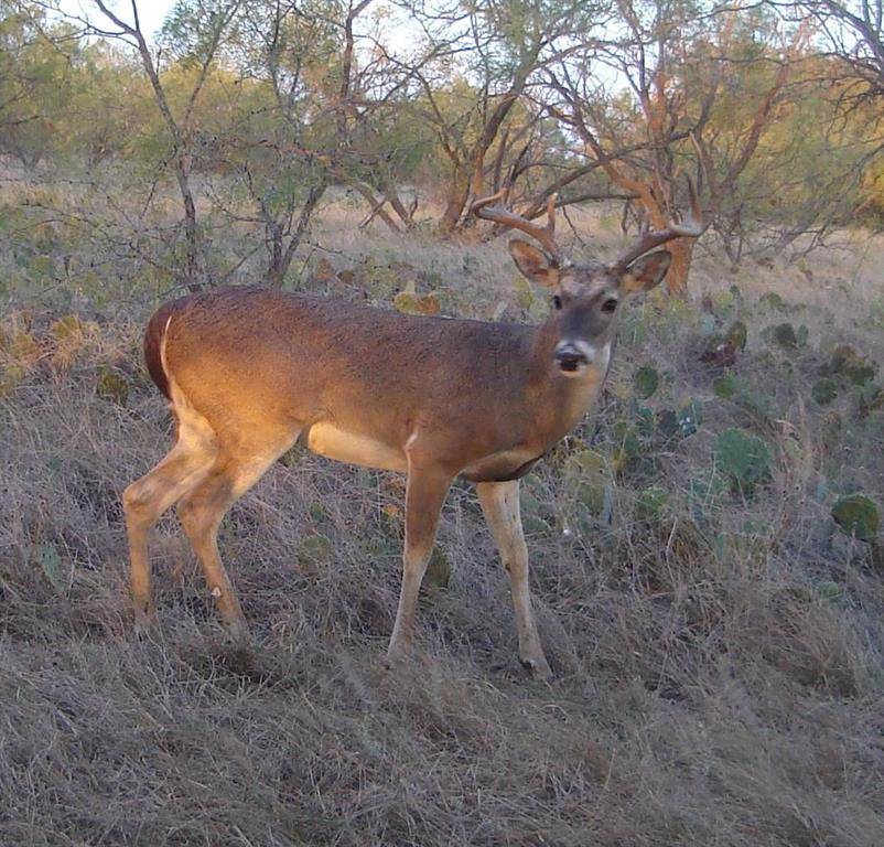 Coleman, TX 76834,970 County Road 256