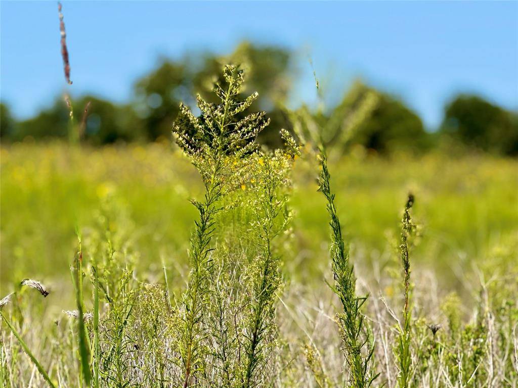 Nevada, TX 75173,Lot 9 COUNTY ROAD 592