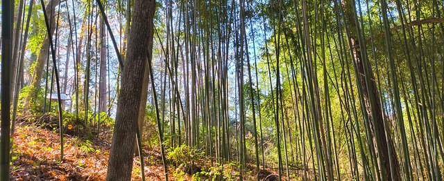 Scroggins, TX 75480,106 Sandy Lane Road