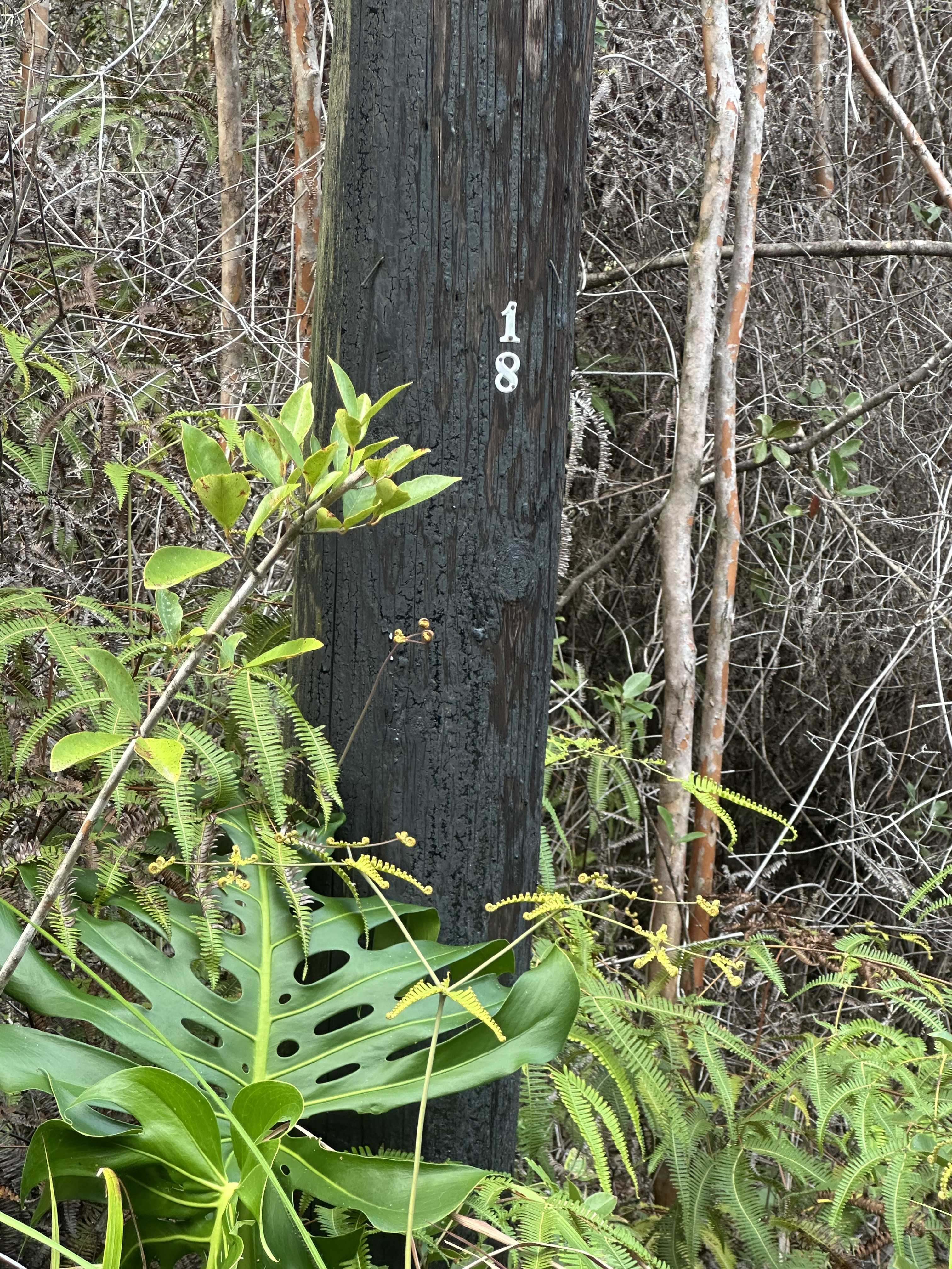 ROAD 3 (HOPUE), Kurtistown, HI 96760