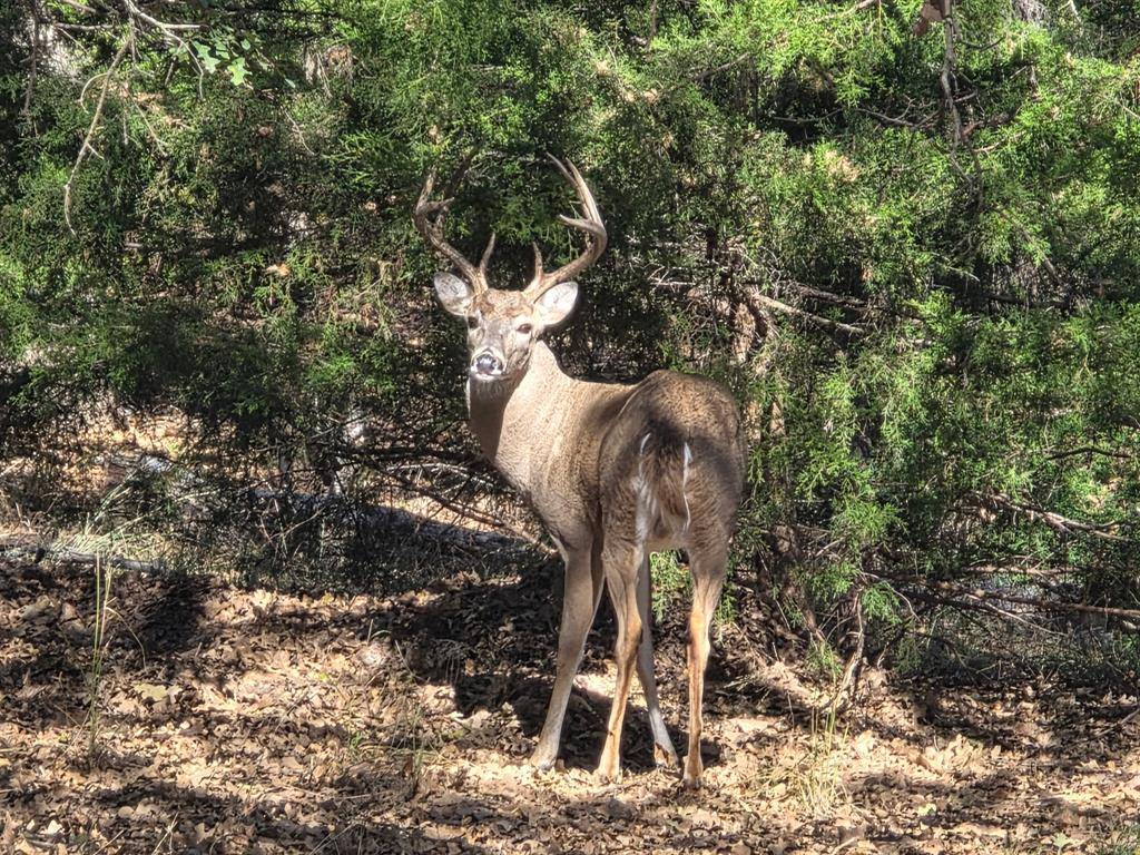 Weatherford, TX 76087,1159 Mikus Road