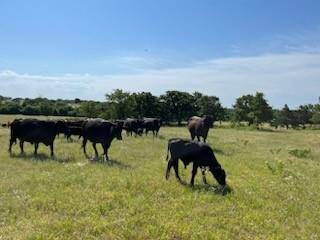 Alvord, TX 76225,1480 CR-1180