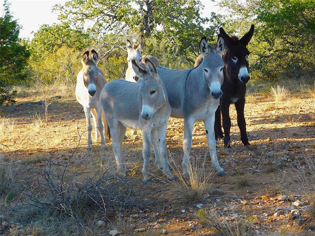 Brownwood, TX 76801,Tract 4 County Road 131