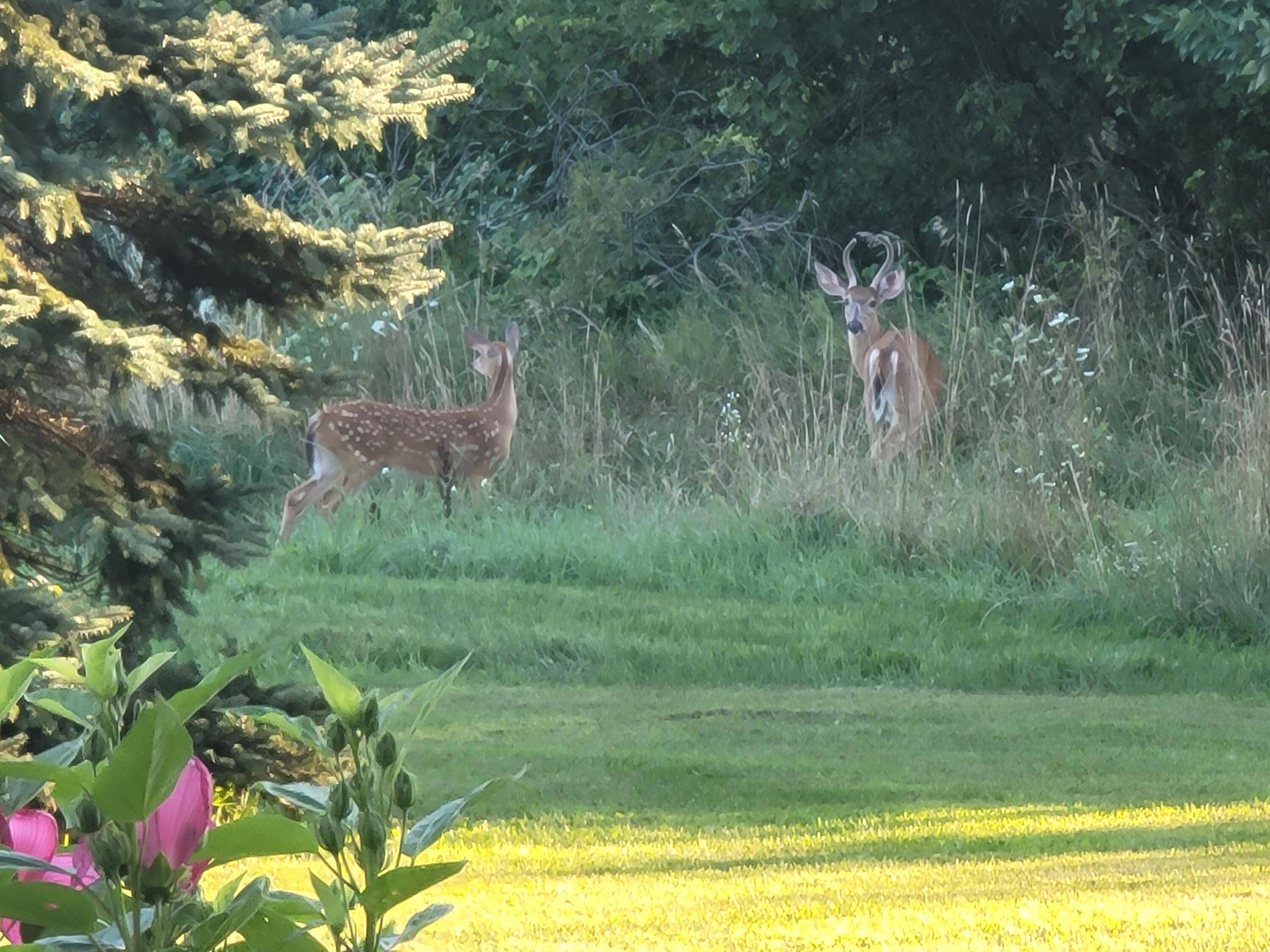 Ada, MI 49301,4885 Gavin Lake RD NE