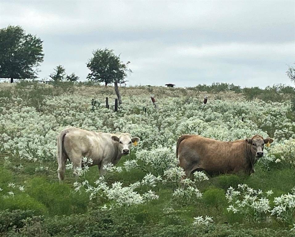 Terrell, TX 75161,6096 Abner Road