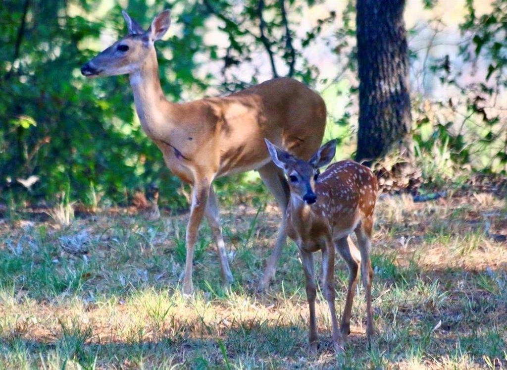 Paradise, TX 76073,229 Joy Trail